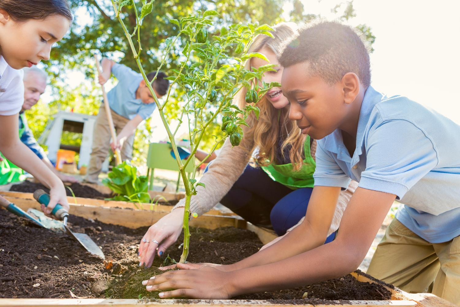 Students planting a tree with a teacher